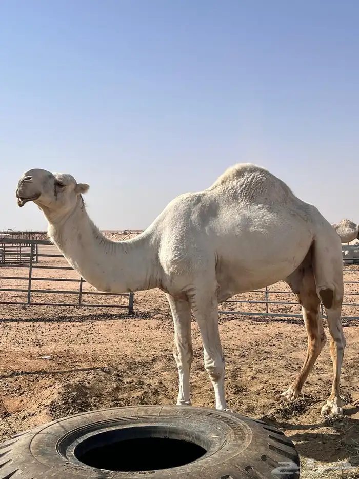 قعود ثني اوضح فاخر 4