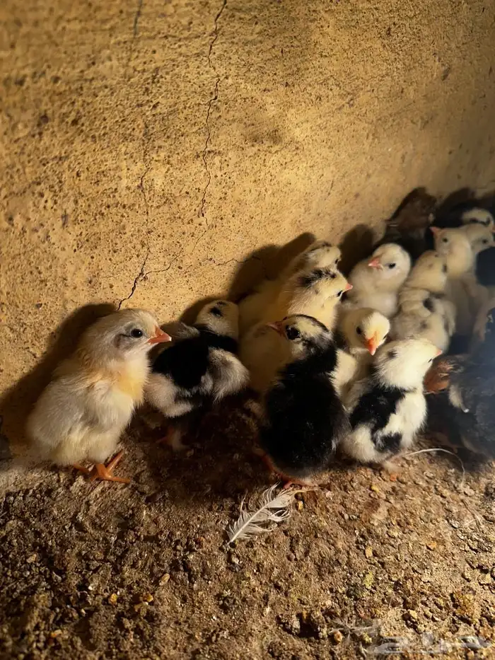 صوص دجاج زينه مشكل(تم البيع ) 0