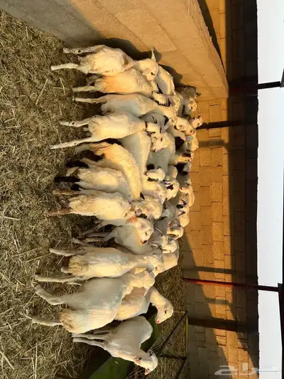 رخال رفد مهجنه العدد 40 index