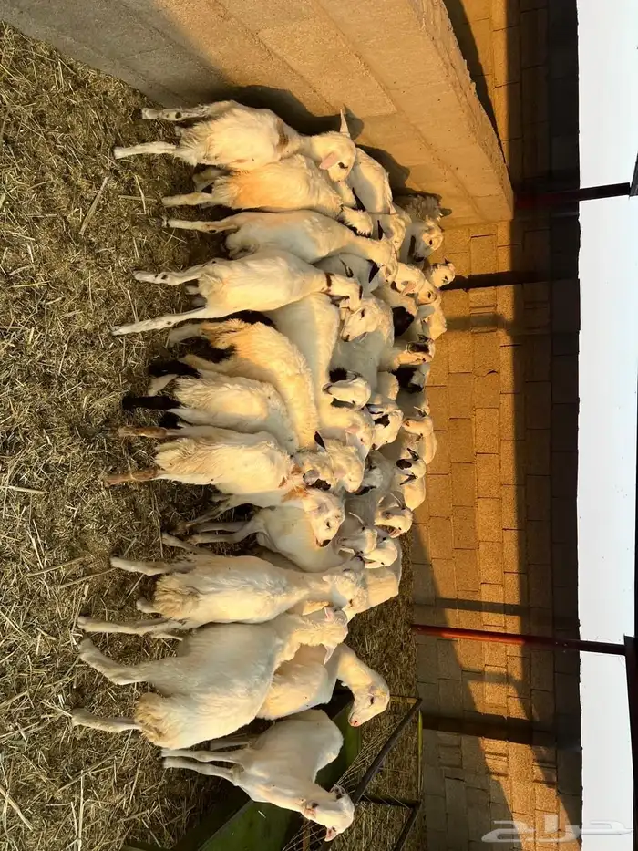 رخال رفد مهجنه العدد 40 2