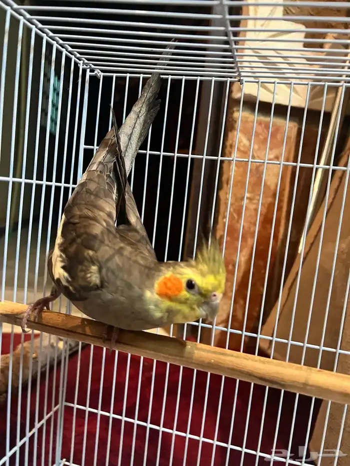 طيور كروان 1