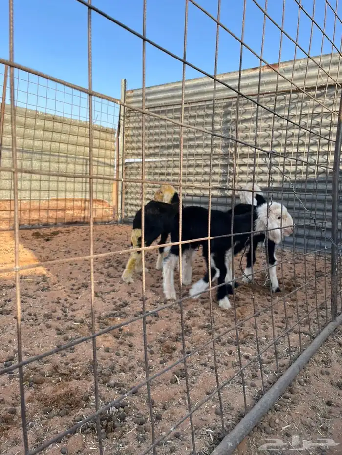 دواغير خرفان نجد 0