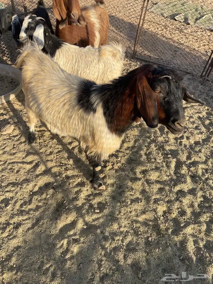 غنم عشار ل البيع 5