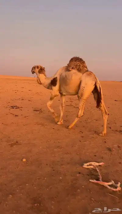 فحل اشقح رماني من بعارين المهيلب index