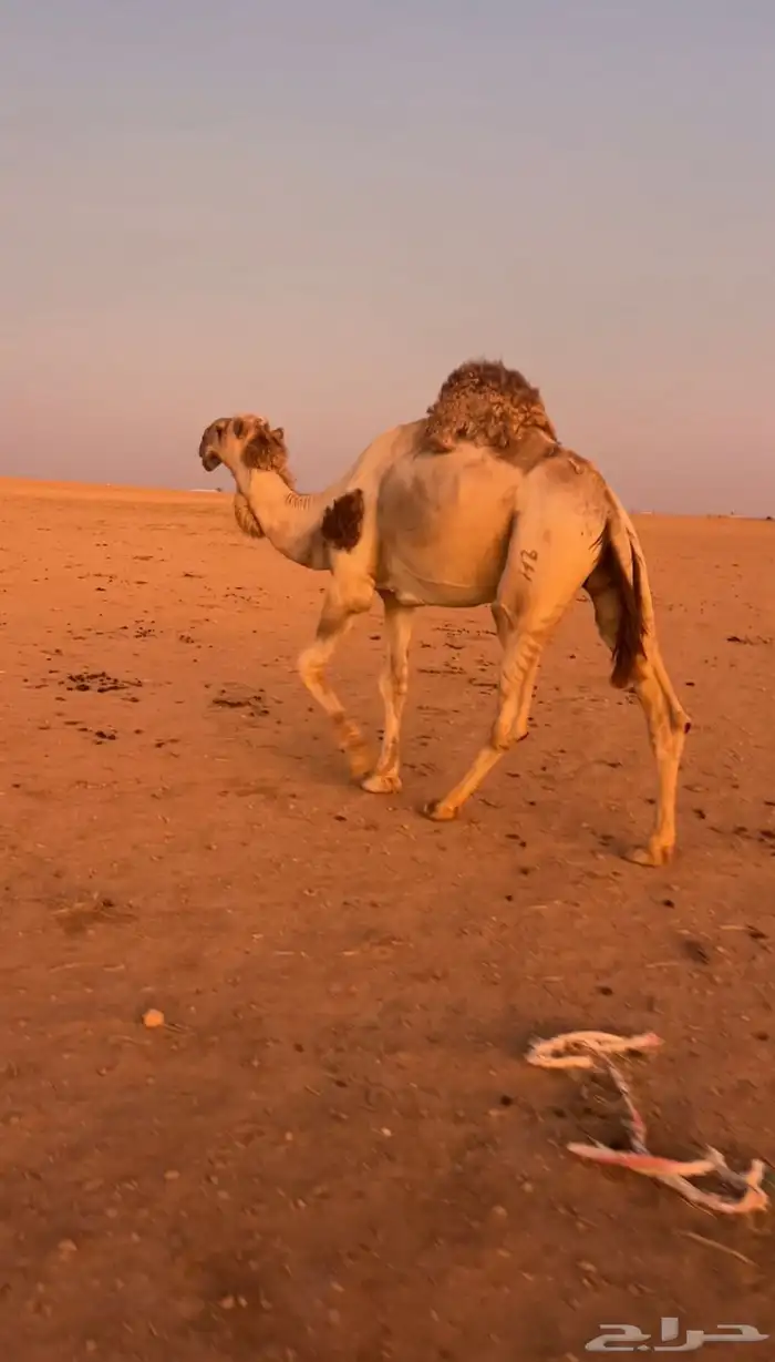 فحل اشقح رماني من بعارين المهيلب 2