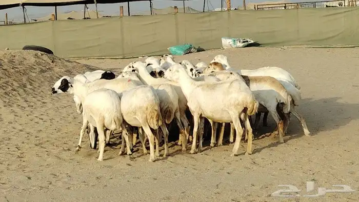 ضان رفد دفيع ومضاريع وخيرها مقبل 16