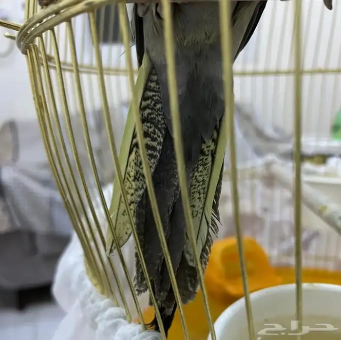 للبيع كروان نورمل العدد 2 1