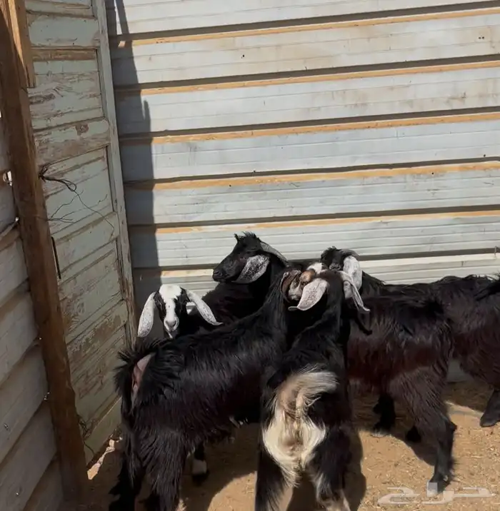 تيوس بريه فل شحم مخصى 0