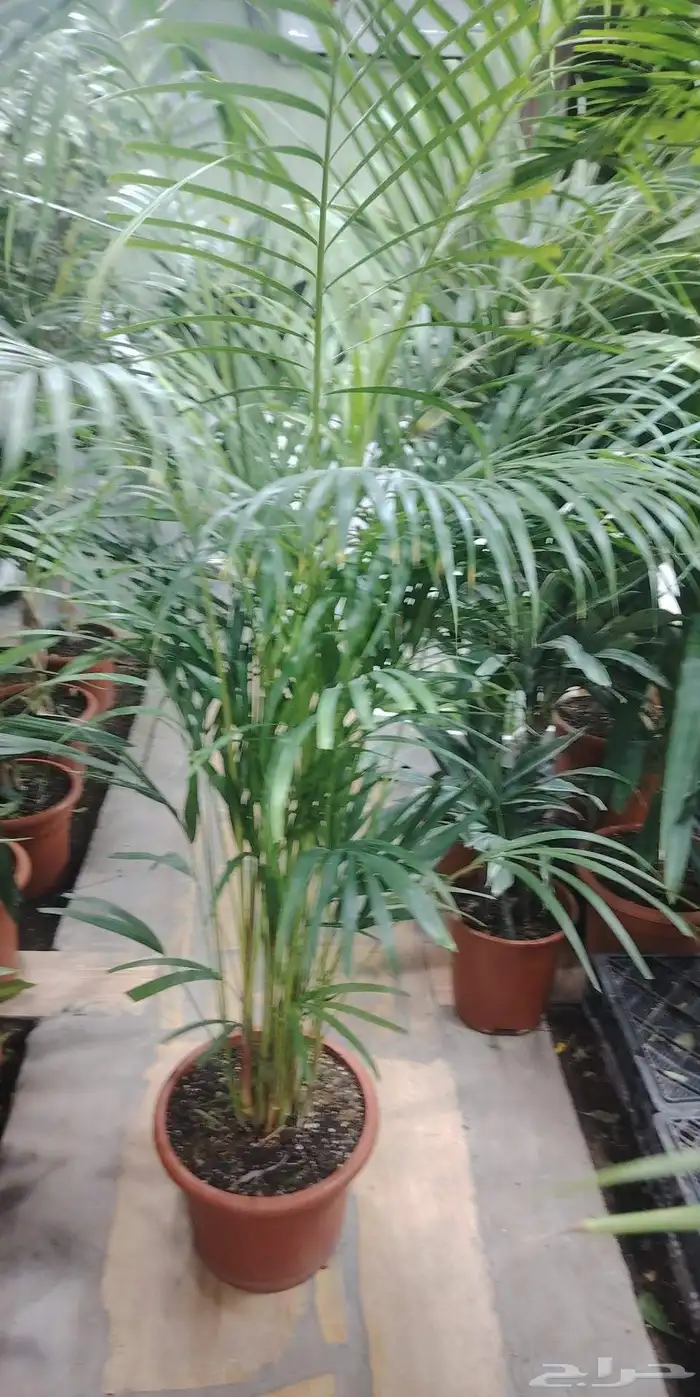 تنسيق حدائق 0