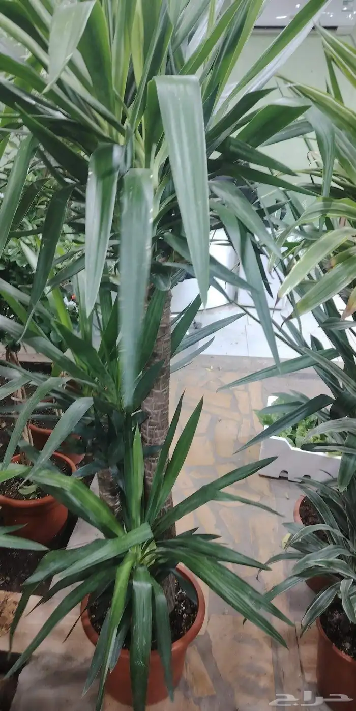 تنسيق حدائق 1