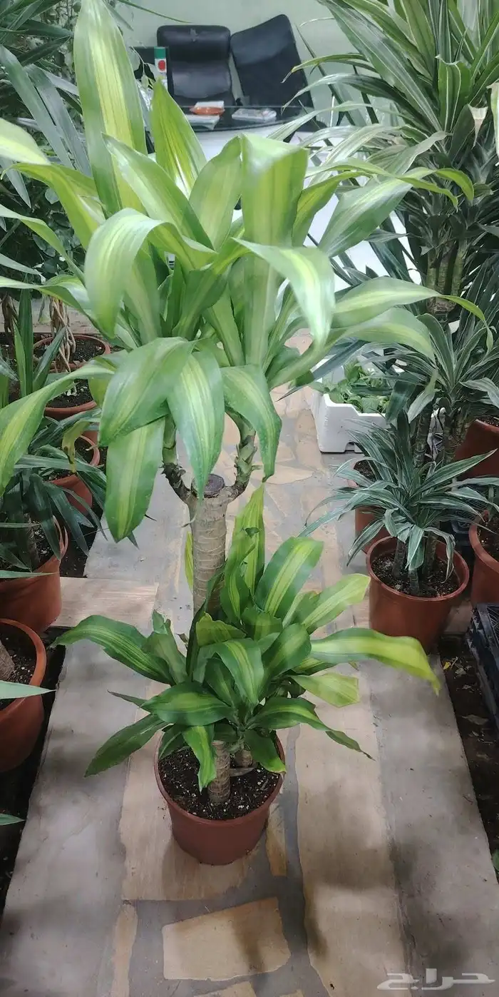 تنسيق حدائق 2