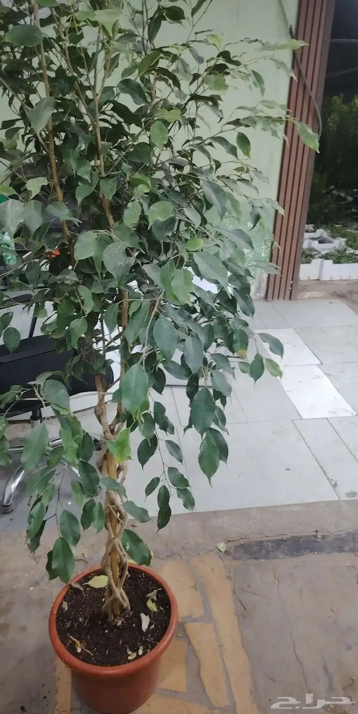 تنسيق حدائق 3