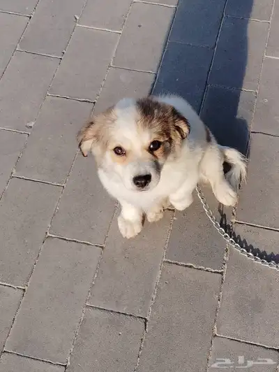 كلب بمورينين مع مالتيز index