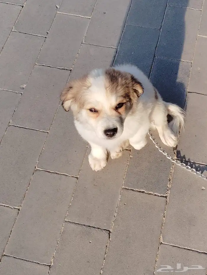 كلب بمورينين مع مالتيز 3