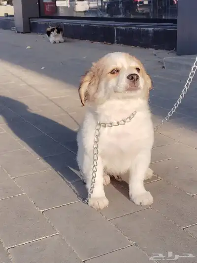 كلب بمورينين مع مالتيز index