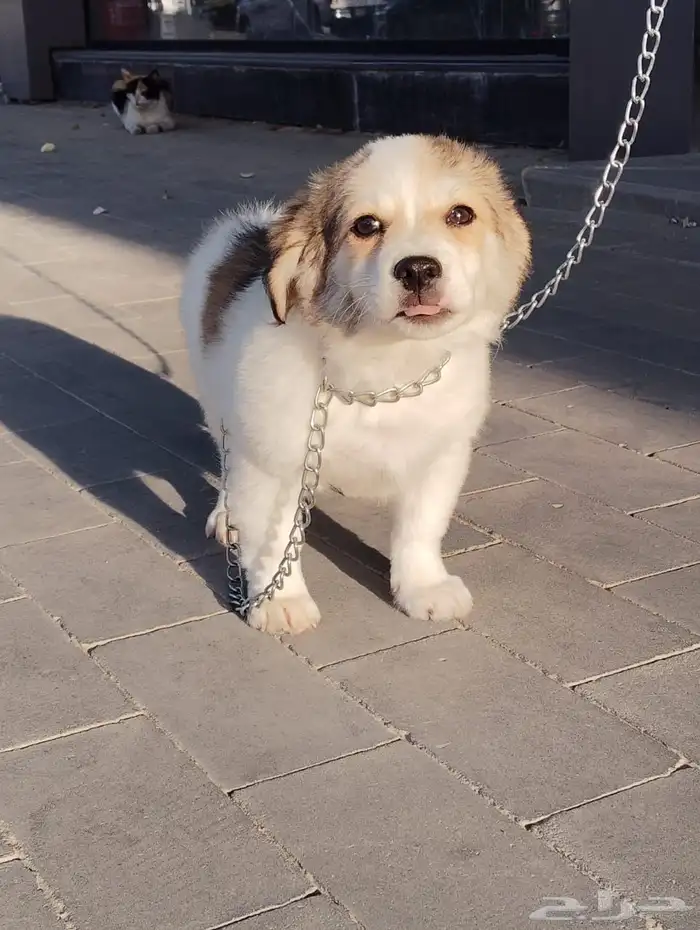 كلب بمورينين مع مالتيز 0