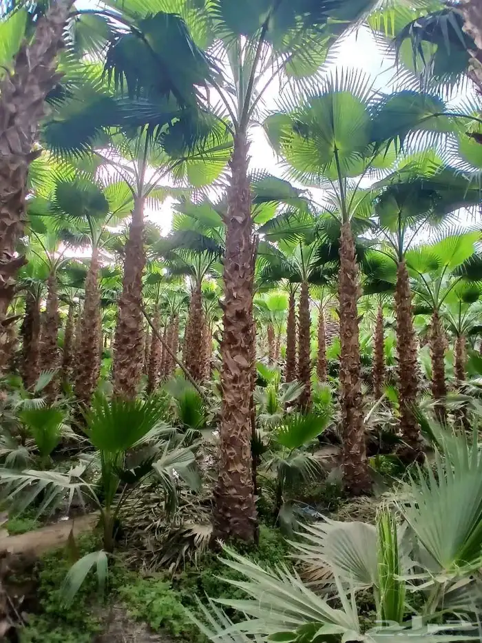 يوجد لدينا نخيل وشنطني وعربي بجميع المقسات والانواع 6