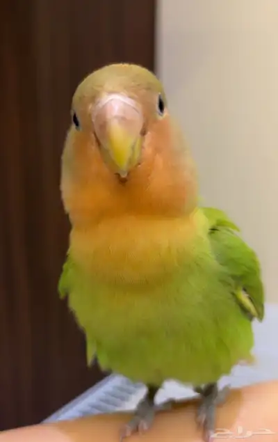 طير الروز اليف دا index