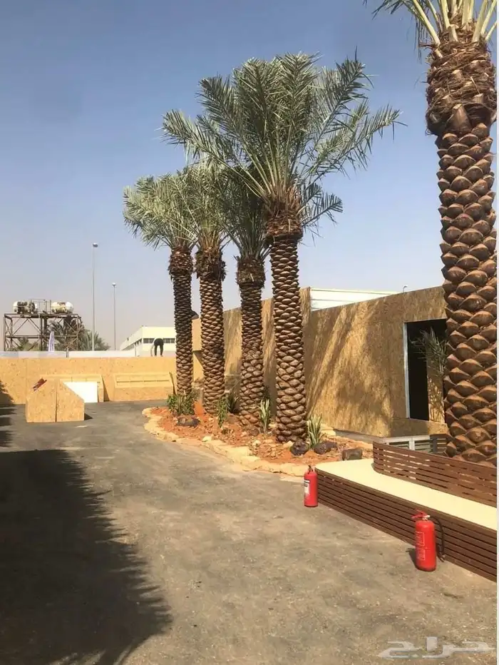 زرعه النخيل العربي وتكريب النخيل ويوجد جميع انواع النخيل 0