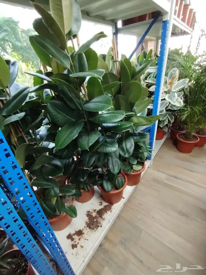 مشتل الحياه الطبعيه نبتات دخلي وخرجي 3