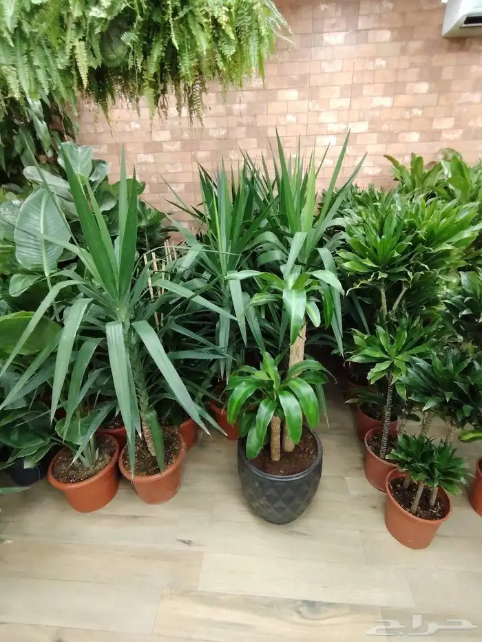 مشتل الحياه الطبعيه نبتات دخلي وخرجي 5