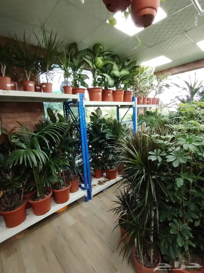 مشتل الحياه الطبعيه نبتات دخلي وخرجي 4