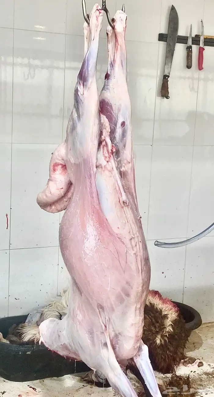 ذبايح نعيم   تابي و تمارا 16