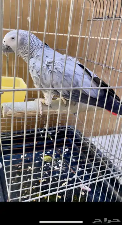 انثى كاسكو منتجه 0