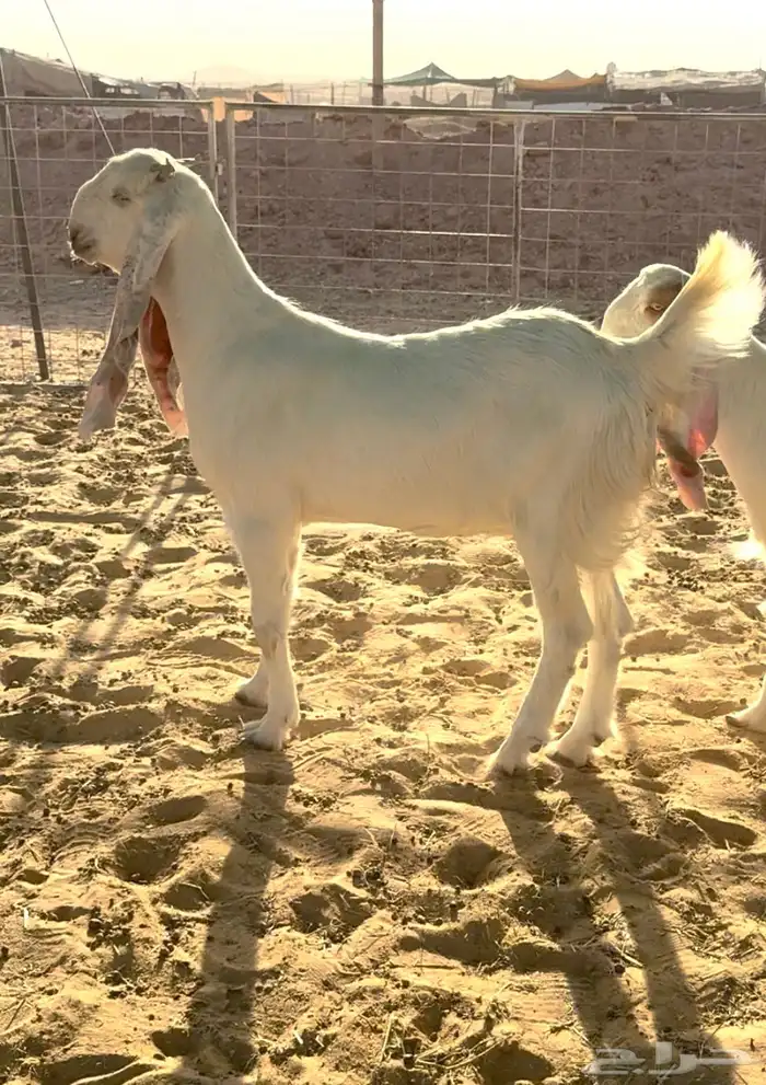 جفار مطورات فواخر 0