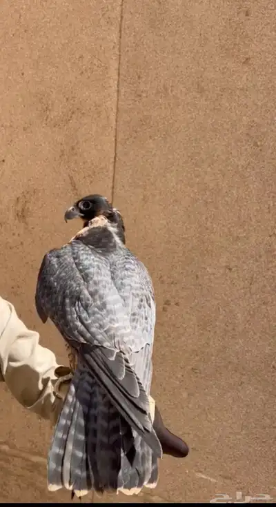 شيهانه جبليه index