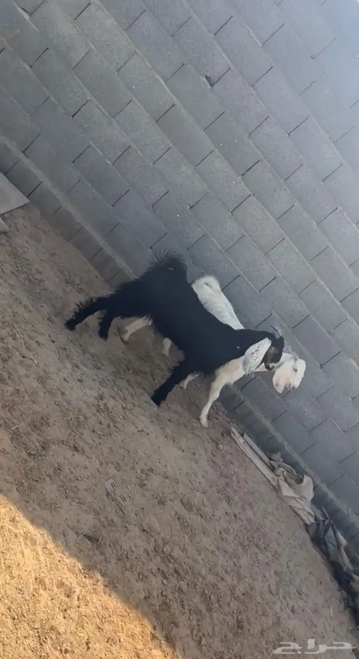 تيوس مخاصي 1