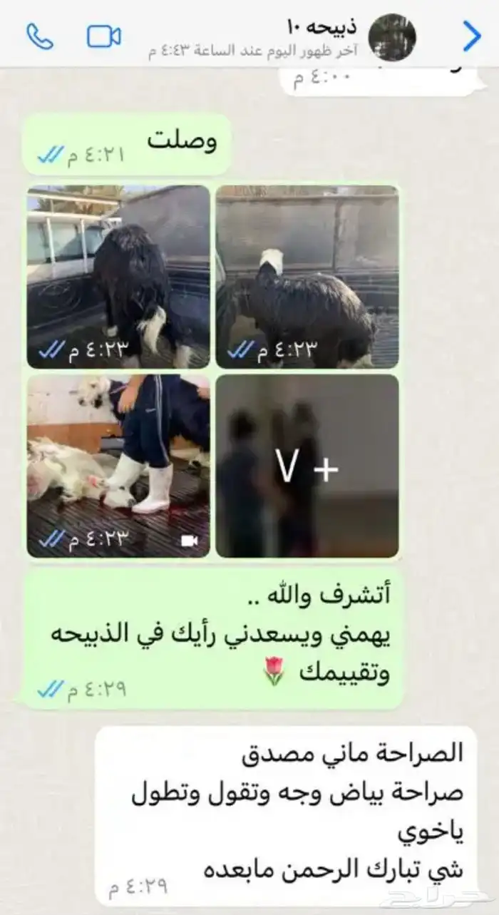 ملحمة بيت اللحم الطازج اللذيذ 19