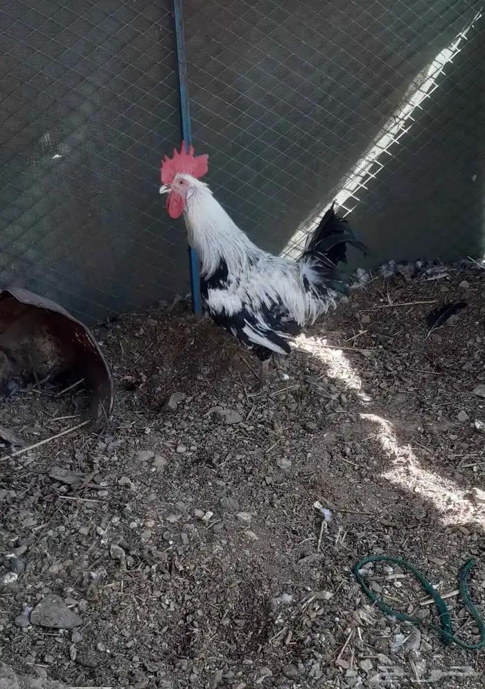 ديك بلدي للبيع 2