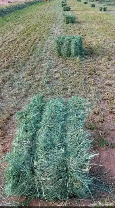 رودس ورق ناعم صاافي ((( 11 ريال فقط ))) index