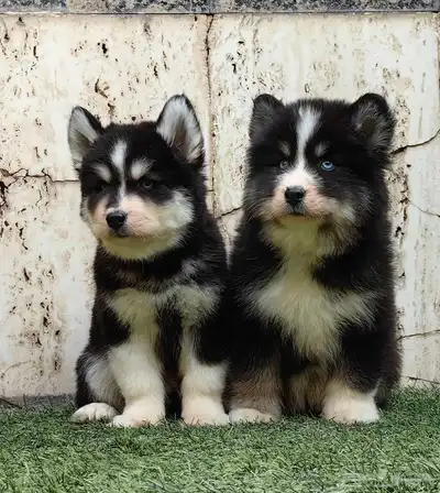 كلاب هاسكي جراوي index