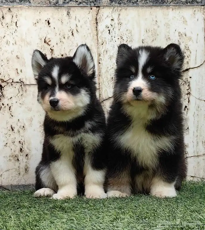 كلاب هاسكي جراوي 1