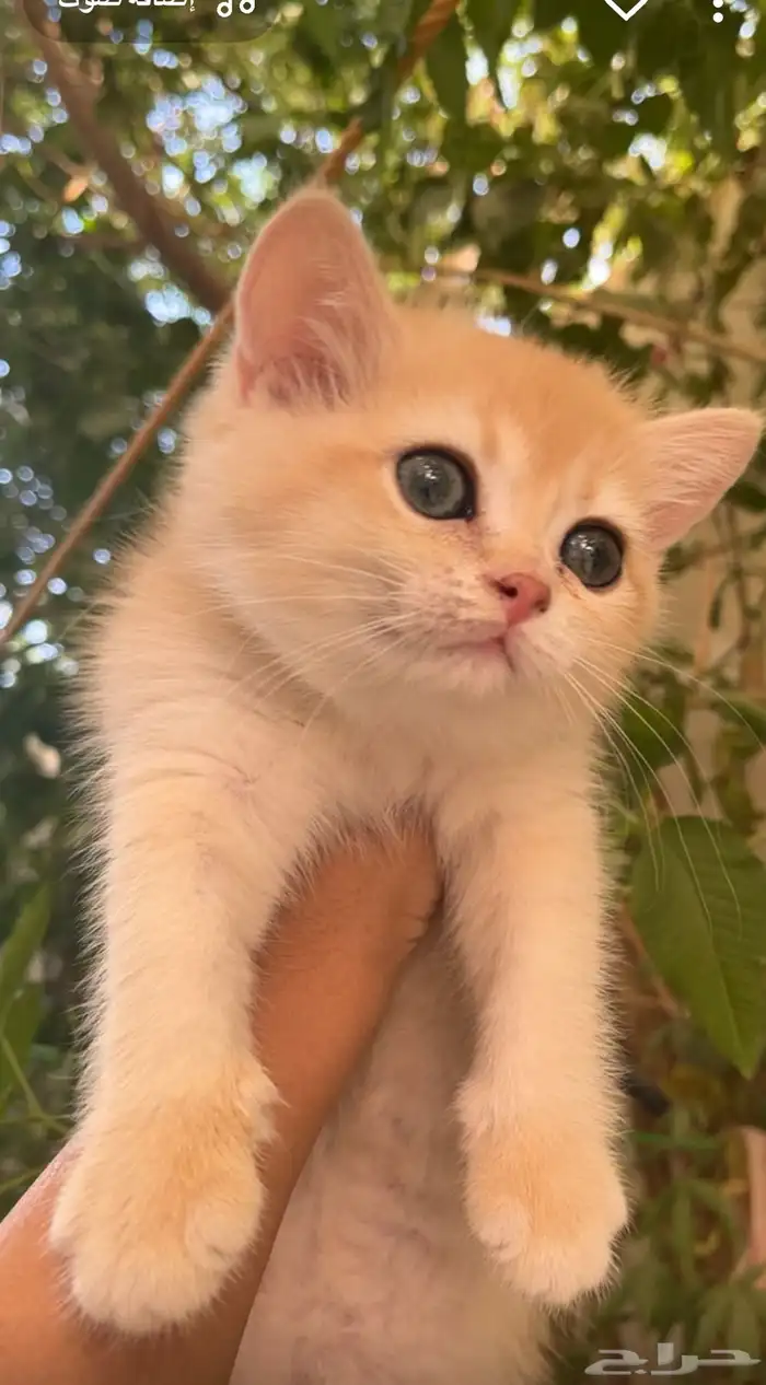 كتن بريتش ( انثى ) مسجله مناحه الان للبيع وليس تبني . 1