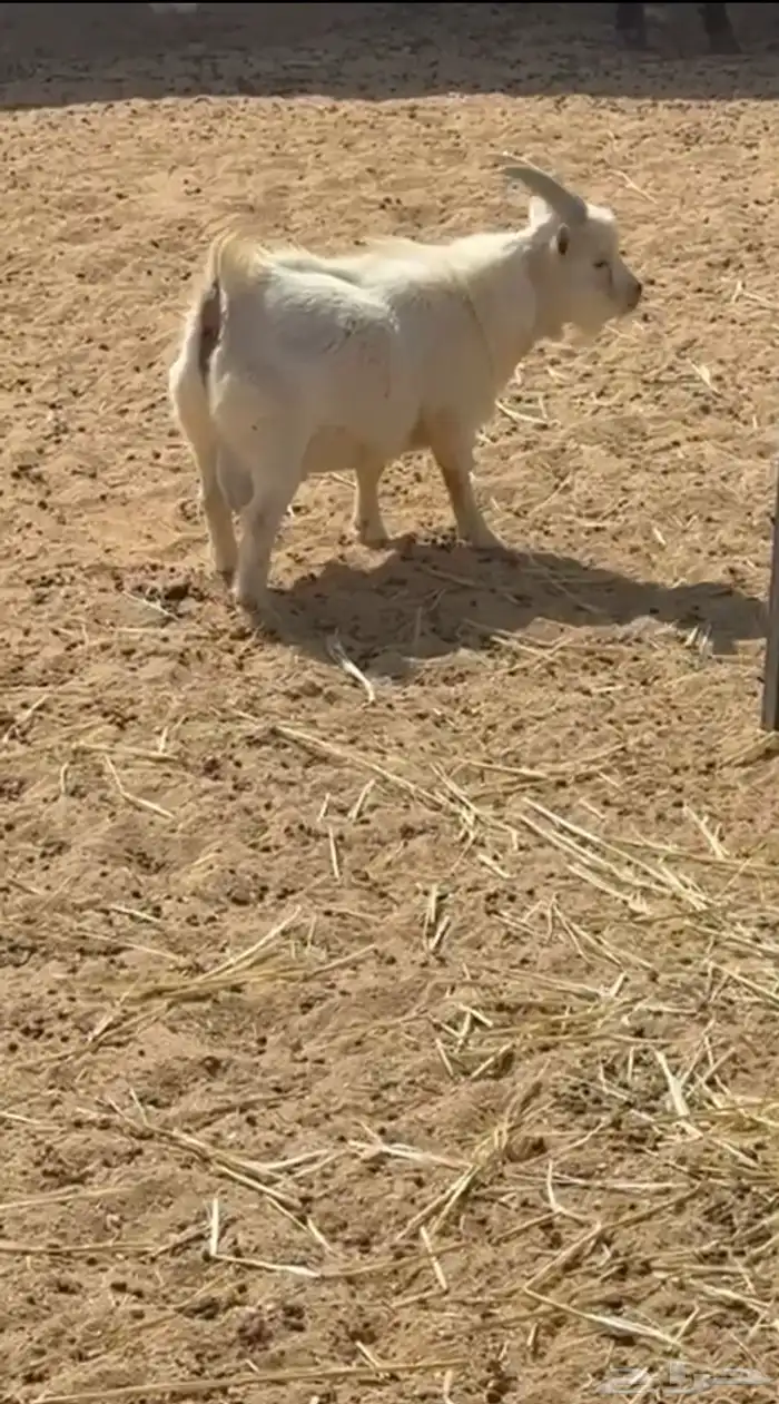 تيس قزم العمر سنة وشهرين 0