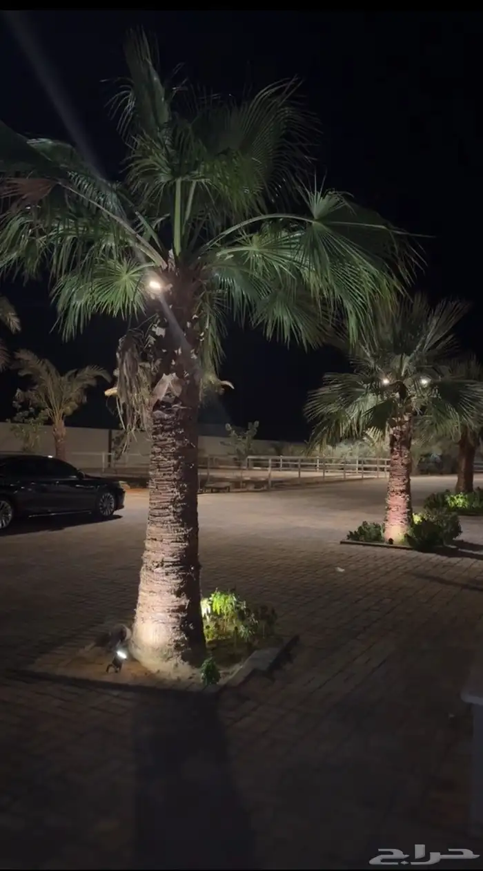 متوفر لدينا ايواء خيل وتدريب خيل الجمال (الشو) الموقع ديراب 8