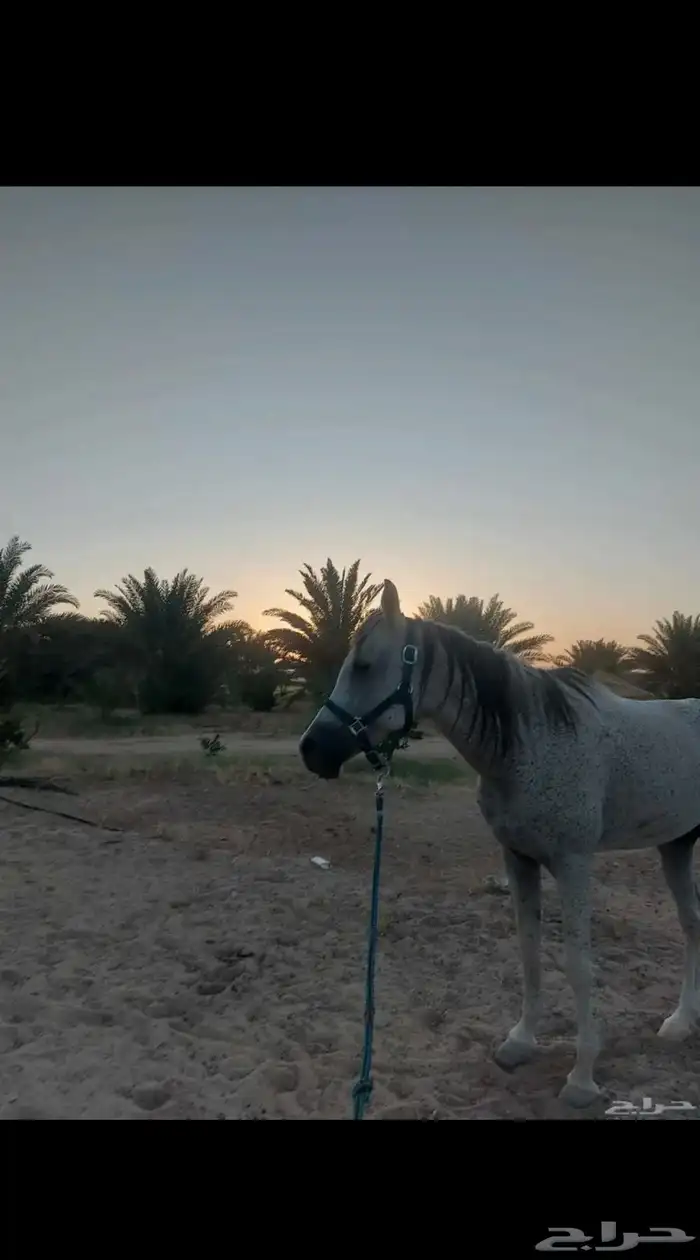 خيل 4