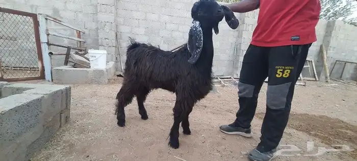 تيس ذبيحة للبيع 2