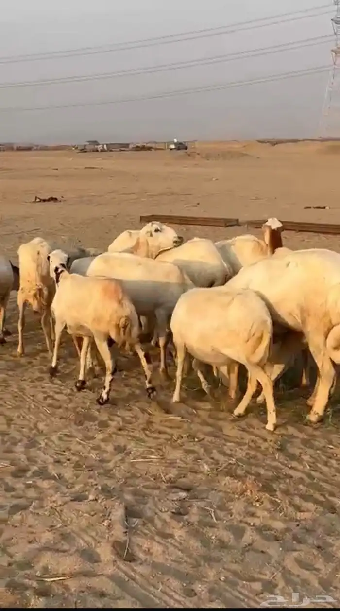 ضان رفيديات دفيع ونظيفه 1