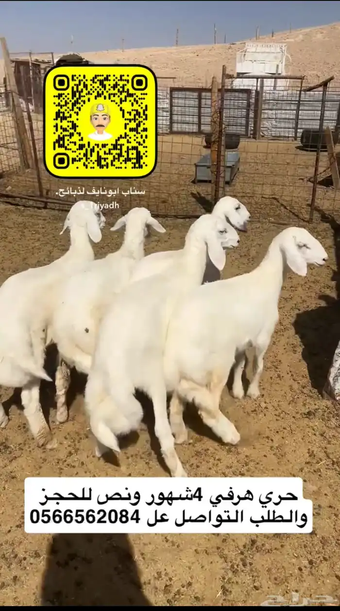 ذبايح ذبيحه نعيم هرفي جبر نعيمي وسط حري هرافي حريات لباني 5