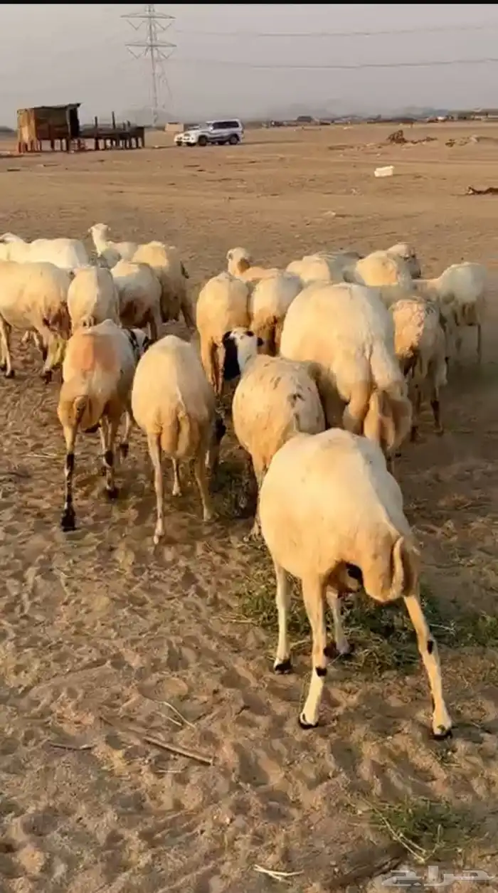 ضان رفيديات دفيع ونظيفه 4