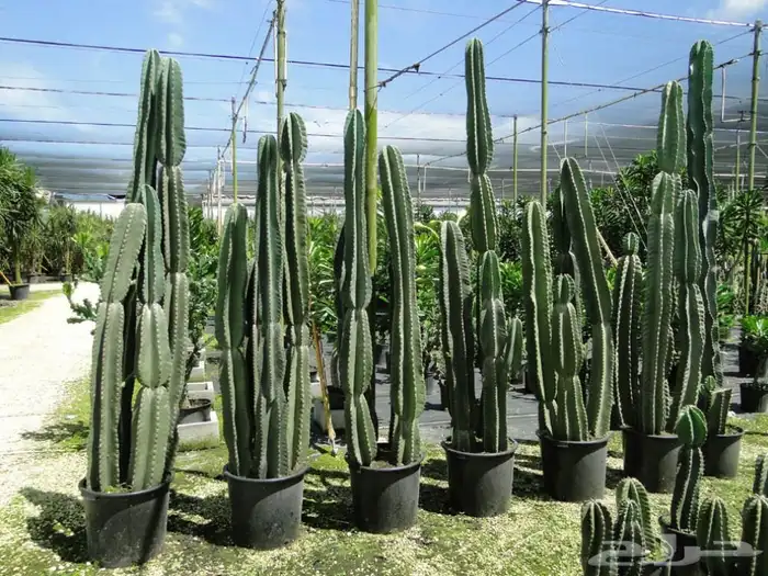 تنسيق حدائق 6