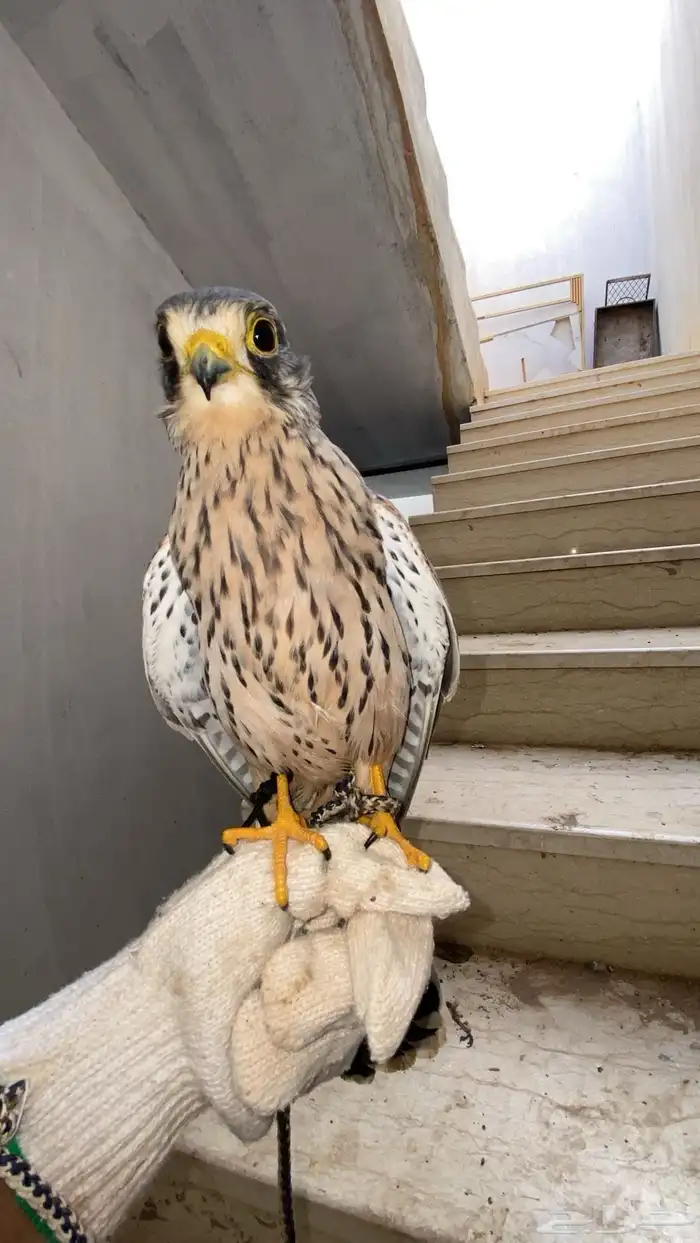 باشق رصاصي ماشاء الله 2