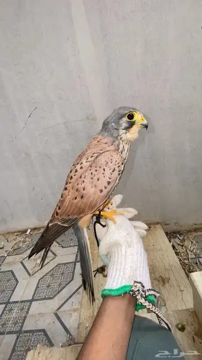 باشق رصاصي ماشاء الله index