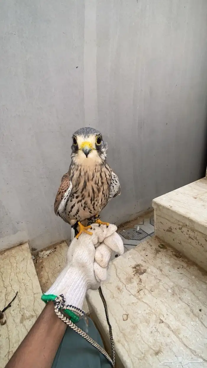 باشق رصاصي ماشاء الله 0