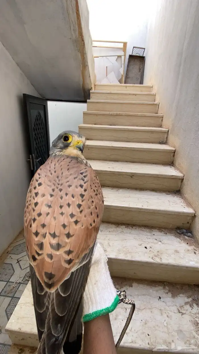 باشق رصاصي ماشاء الله 3