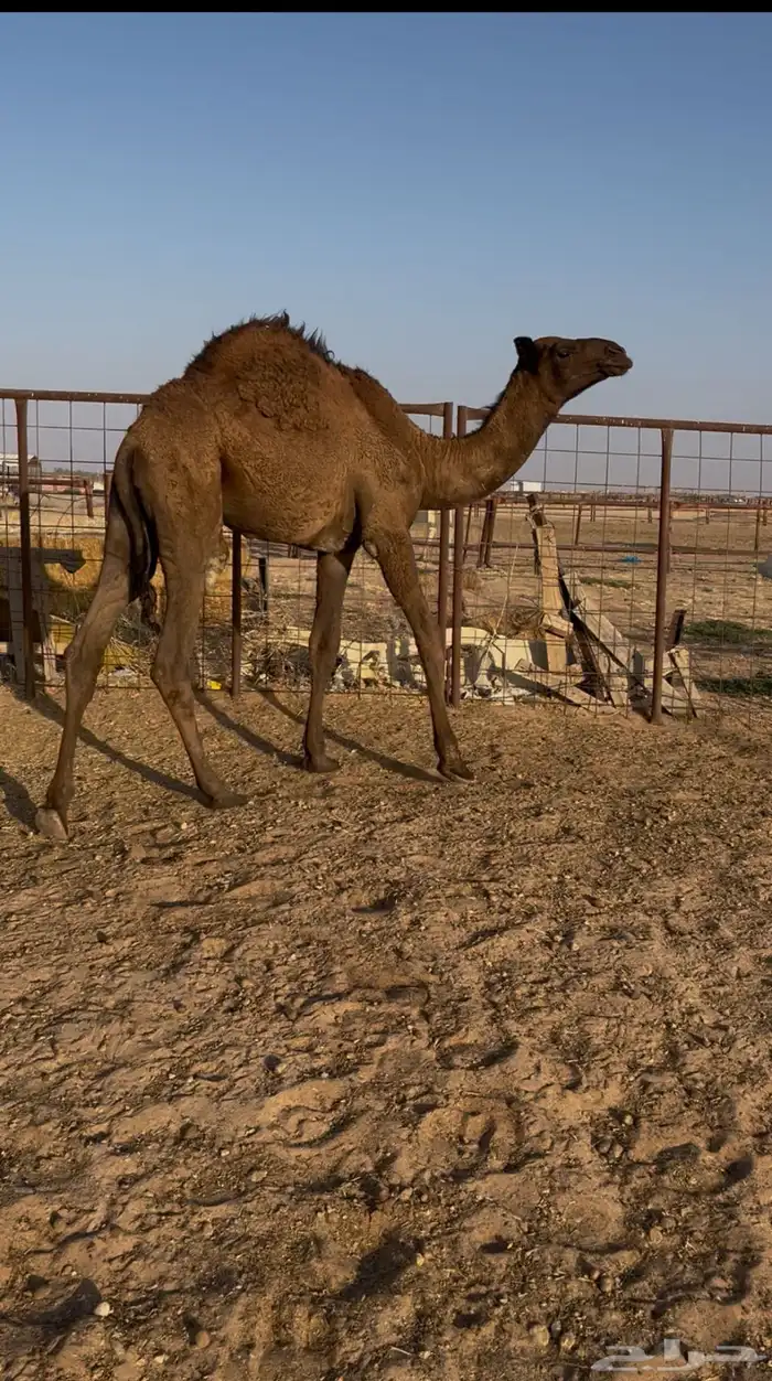 ثلاثه قعدان شحم عمارهن حوالي 8شهور الموقع الدوادمي 0